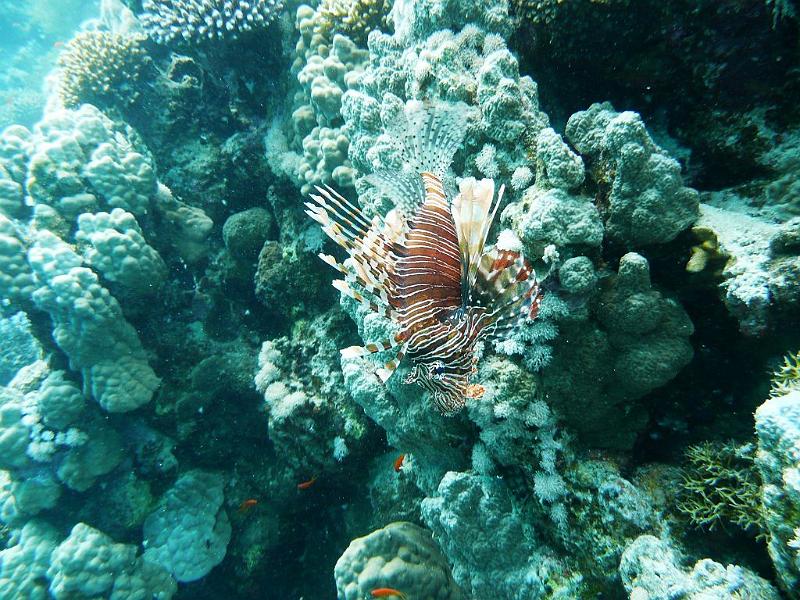 23 Rotfeuerfisch.JPG